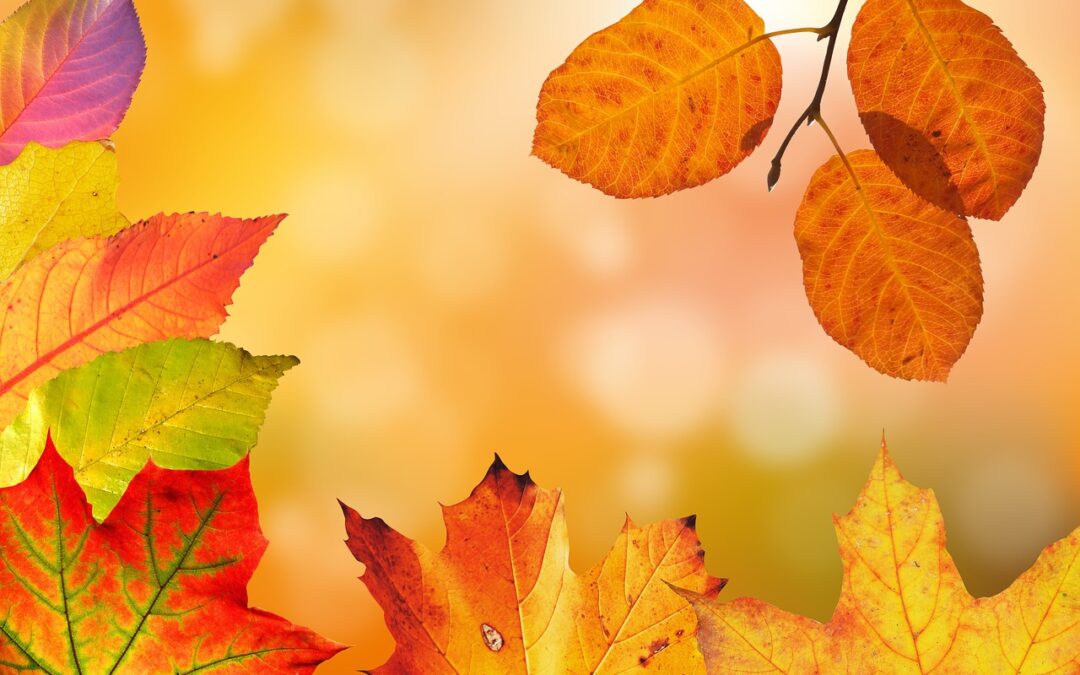 Herbstfest am 25.09.2025 von 15 bis 18 Uhr im Familienzentrum  des Lichtblick e. V.